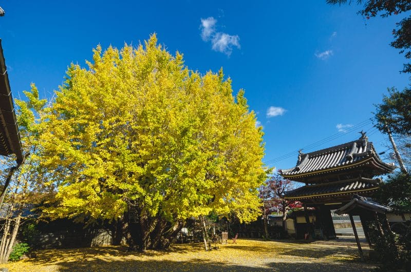 三重県多気町でインスタ写真コンテスト