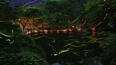 東伊豆のゲンジボタルの鑑賞