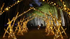 若山農場の竹林ライティング