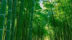 若竹の杜 若山農場