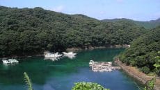 新五島　桐協会