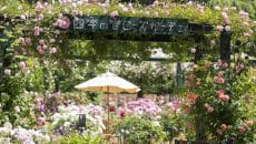 四季の香ローズガーデン　オータムフェスティバル　　