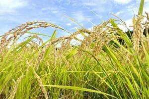 循環型農業のお米「めぐりん米」