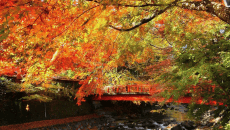 温泉ライナー修善寺