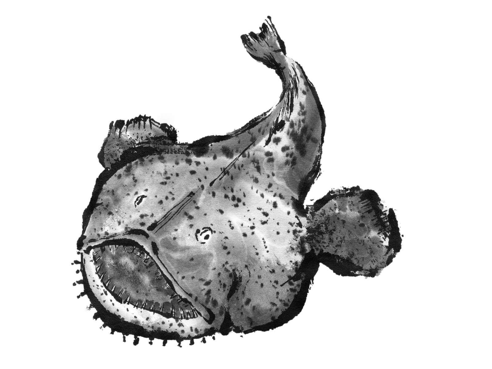 糸魚川荒波あんこう