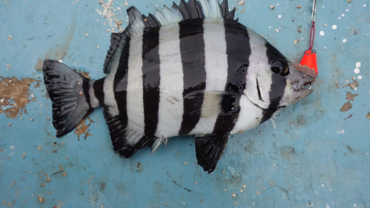 よい旅レポート 九十九湾