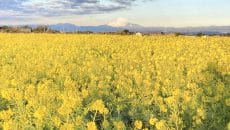 横須賀市長井海の手公園 ソレイユの丘