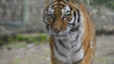 京成トラベルサービス　トラトラツアー