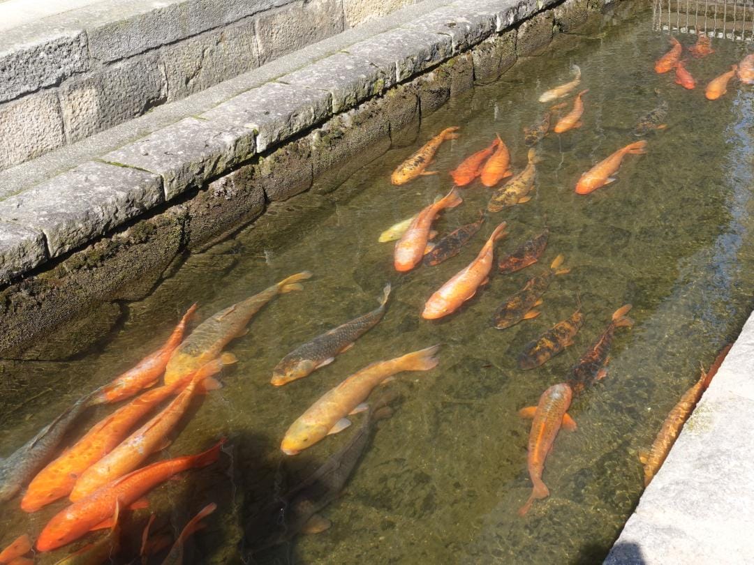 旅レポ】飛騨古川 鯉の引っ越し見物へ（中編）｜ほぼ1泊1日旅行