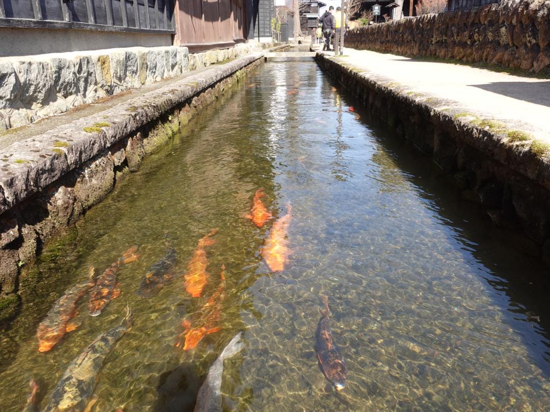 鯉の引っ越し