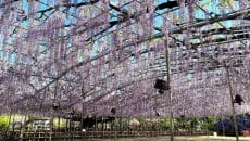 足利フラワーパークのふじのはな物語