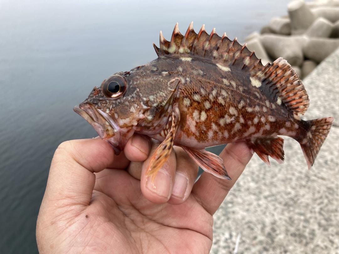 島根半島の美保関漁港で釣り