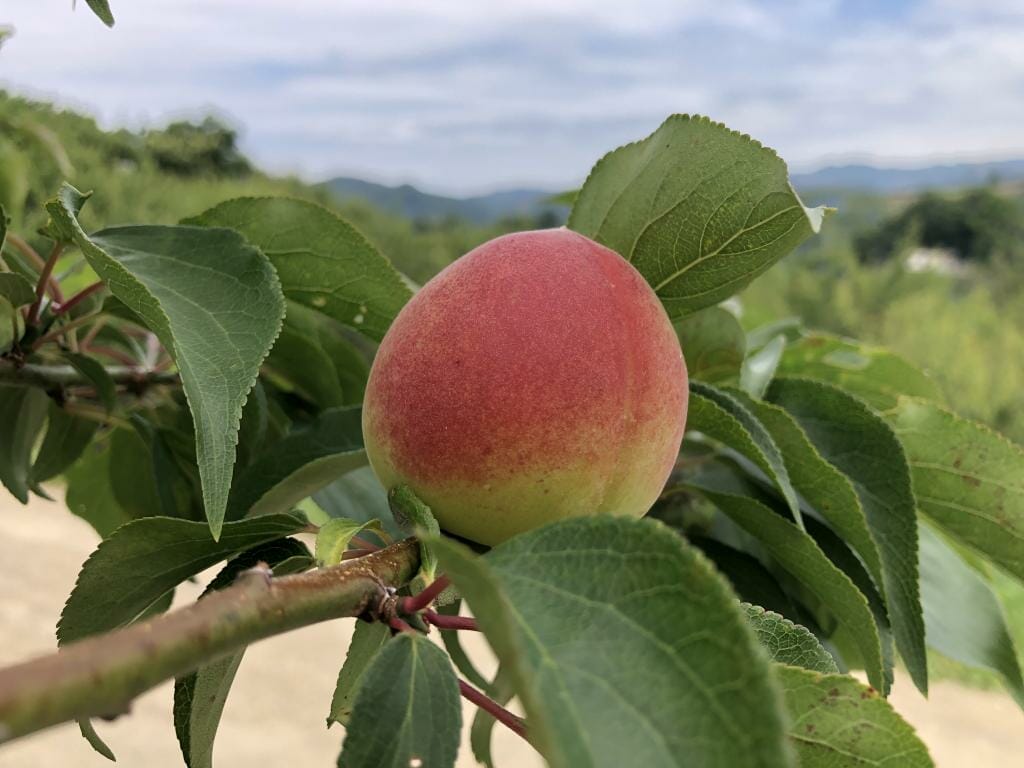 紀州たかだ果園の梅収穫体験