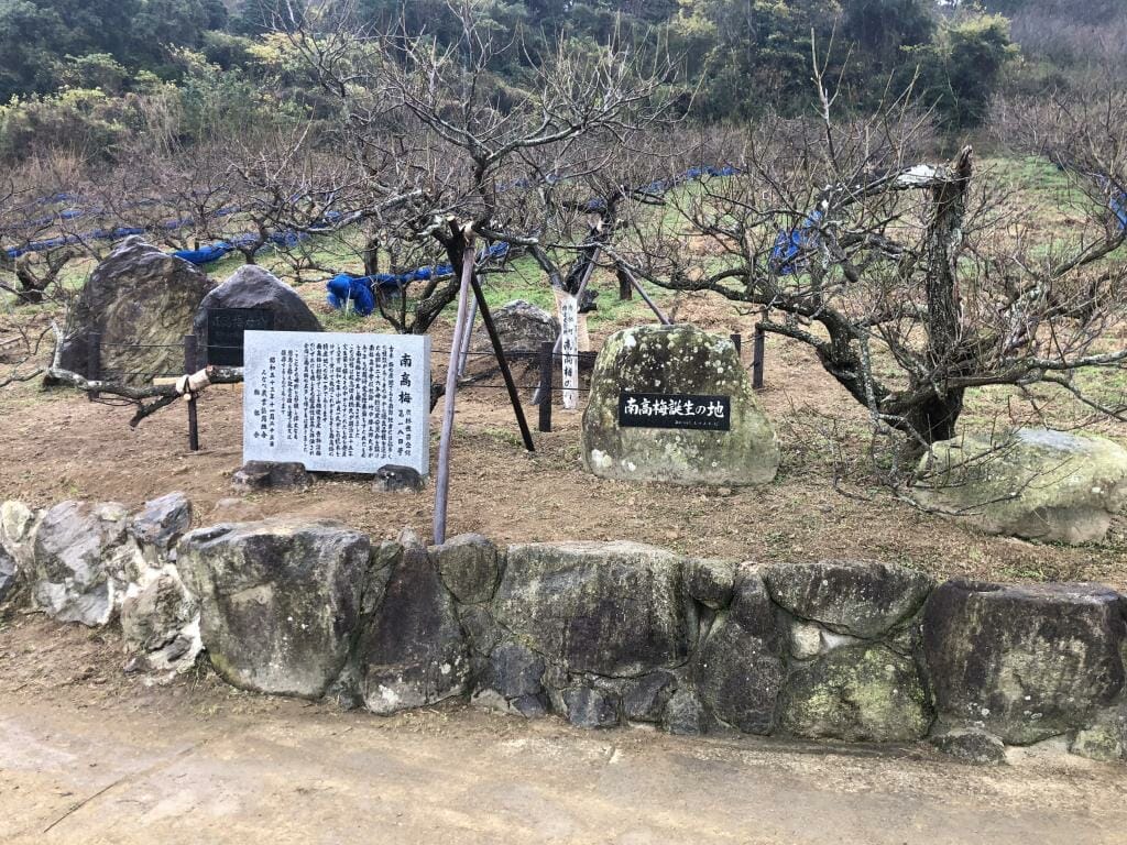 紀州たかだ果園の梅収穫体験