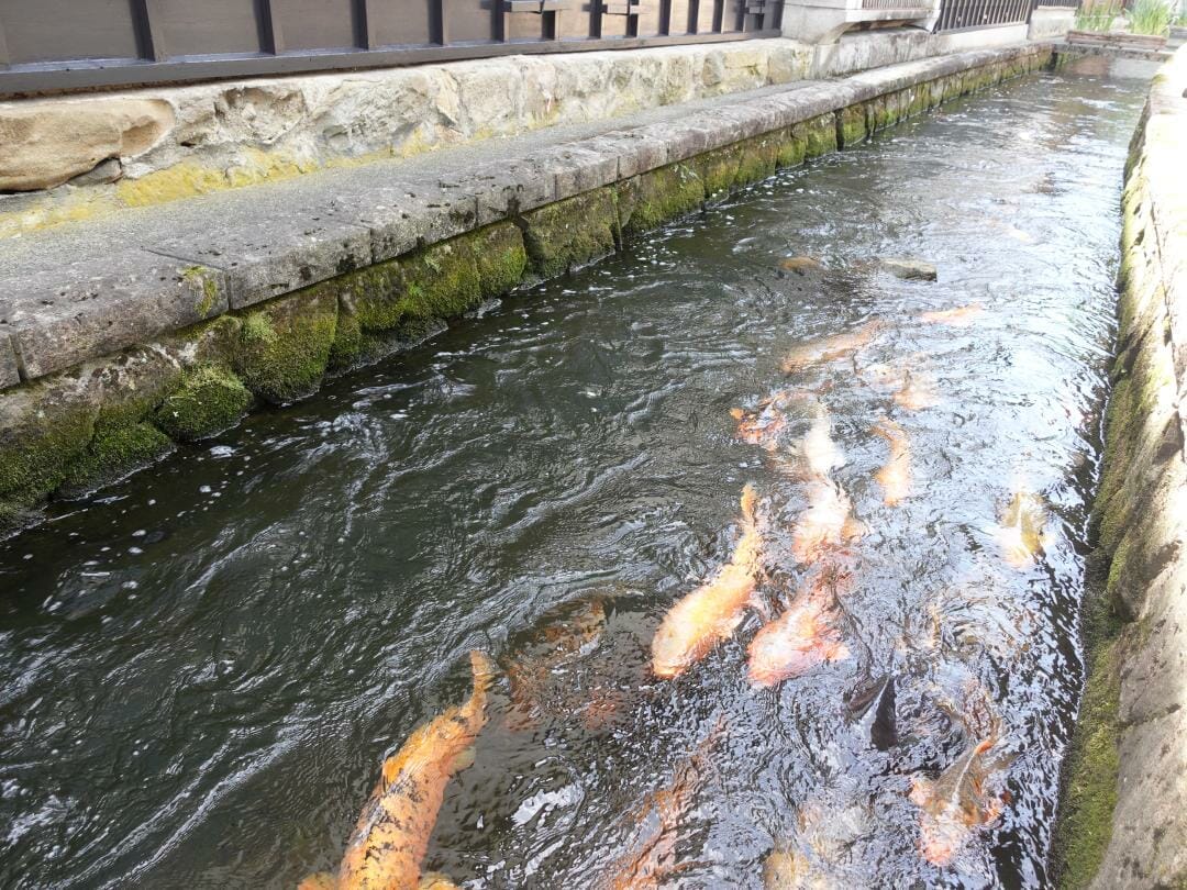 瀬戸川の鯉