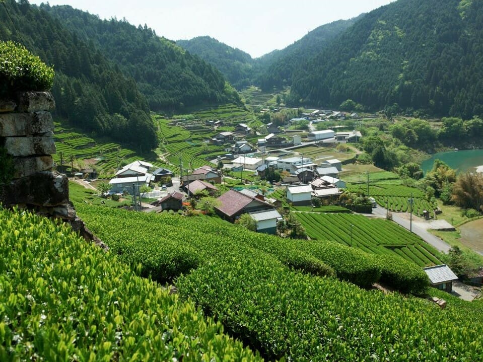 岐阜県白川町の茶畑