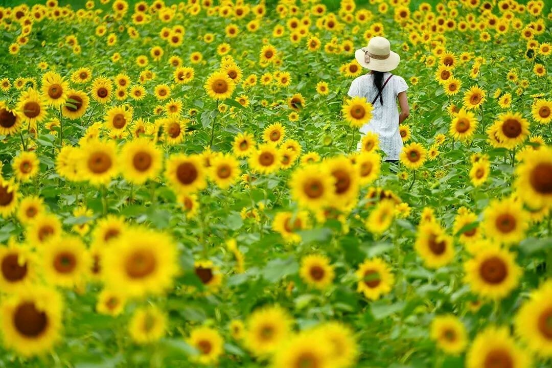 飛騨舟山スノーリゾートアルコピアでひまわり園