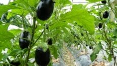 四万十産の米ナス