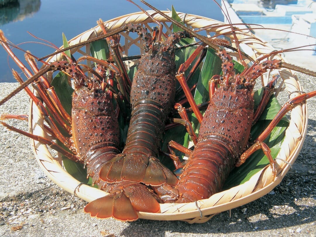 南伊勢町 伊勢海老キャンペーン