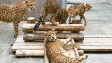 アドベンチャーワールドのチーター