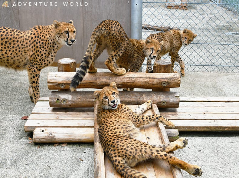 アドベンチャーワールドのチーター