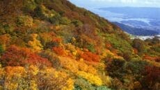 佐渡島　紅葉 スカイライン