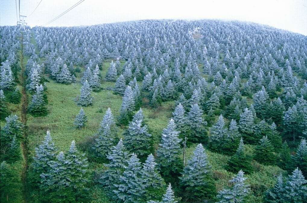 蔵王の樹氷危機