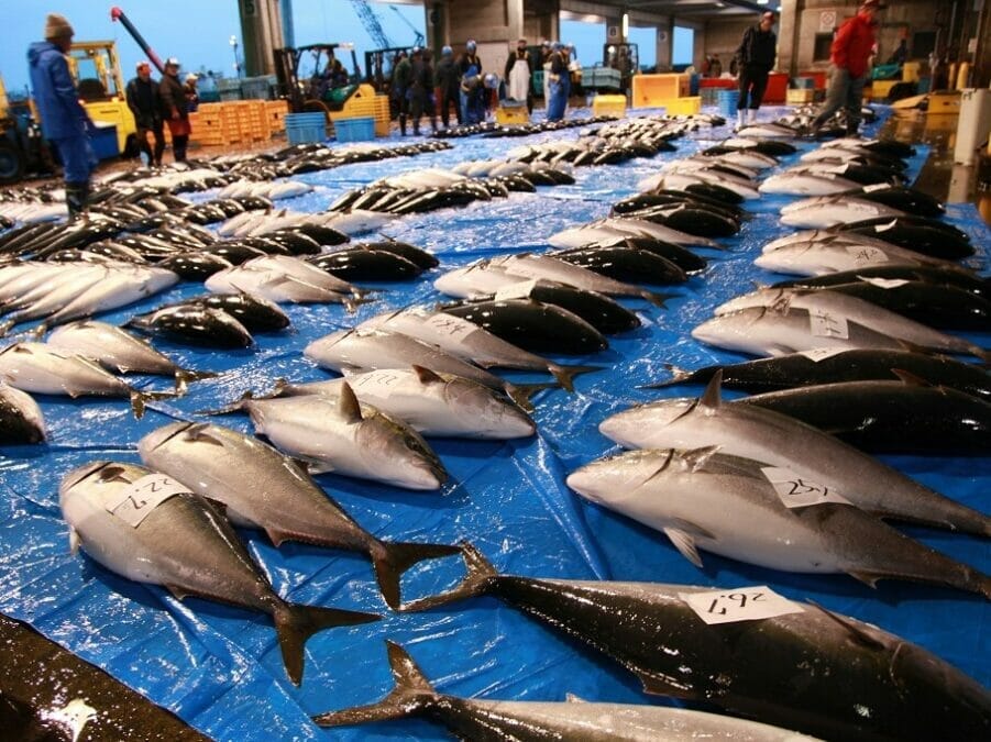 氷見漁港のひみ寒ぶりのセリ