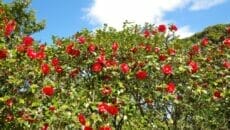 伊豆大島椿まつり