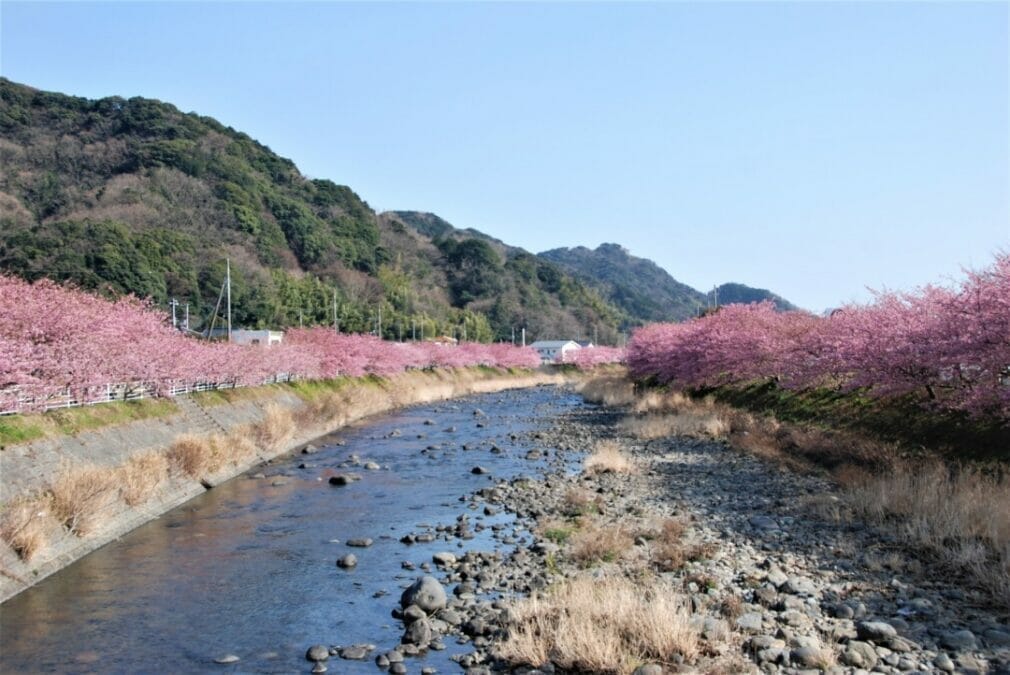 河津桜