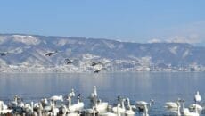 長野県諏訪湖に白鳥飛来