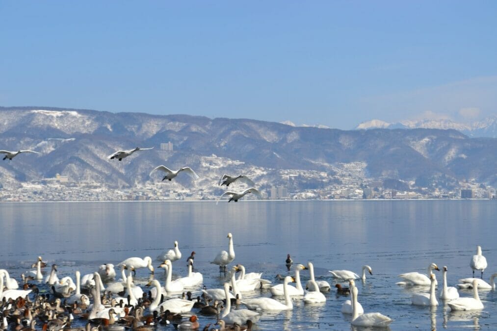 長野県諏訪湖に白鳥飛来