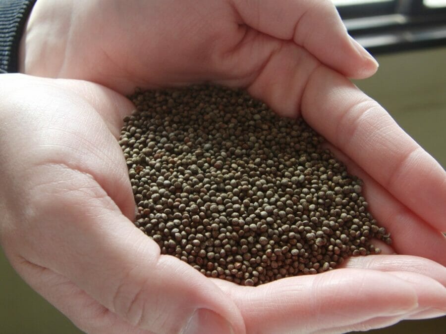 川本町のえごまの実