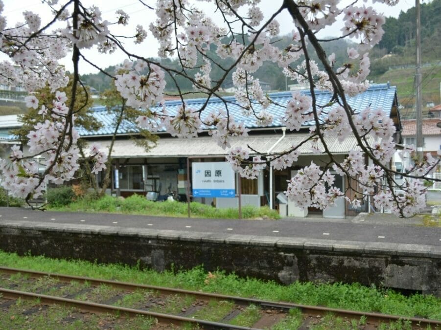 川本町の因原桜