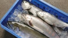 琵琶湖のビワマス