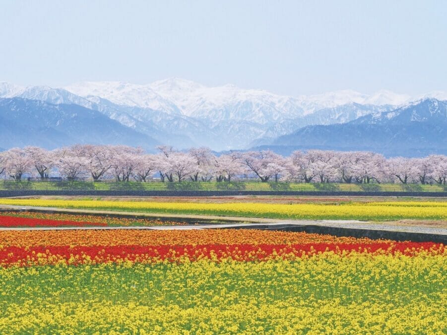 春の観光 あさひ舟川「春の四重奏」