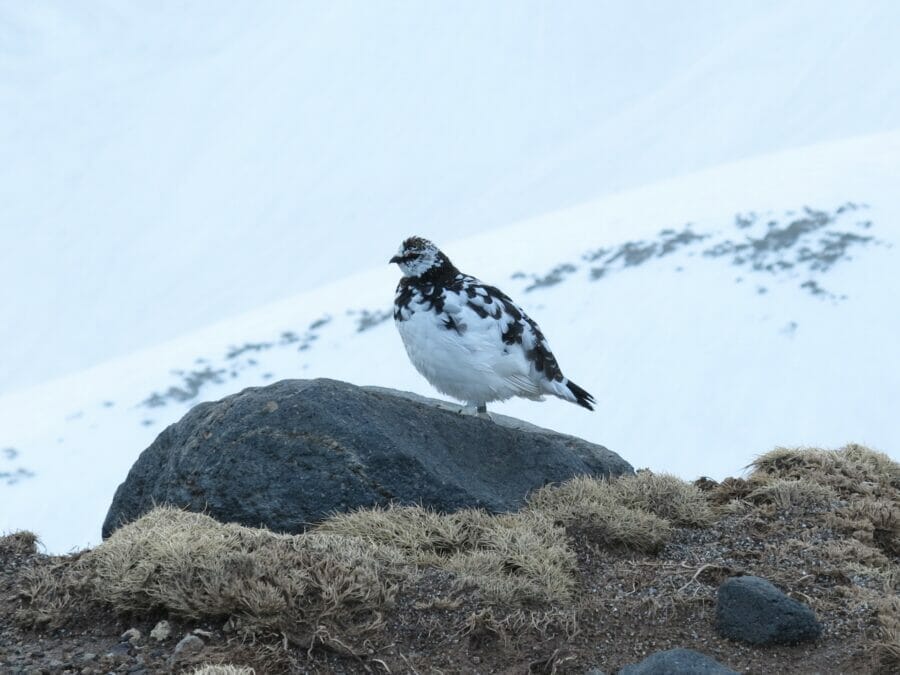 立山黒部アルペンルート　のらいちょう