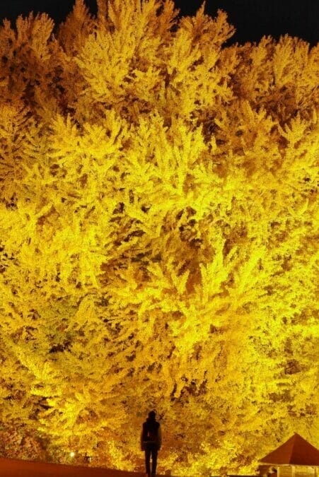 青森県深浦町ビッグイエロー