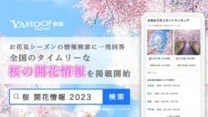 ヤフーお花見情報