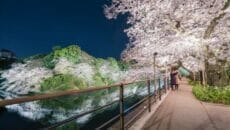 千代田のさくらまつりライトアップ