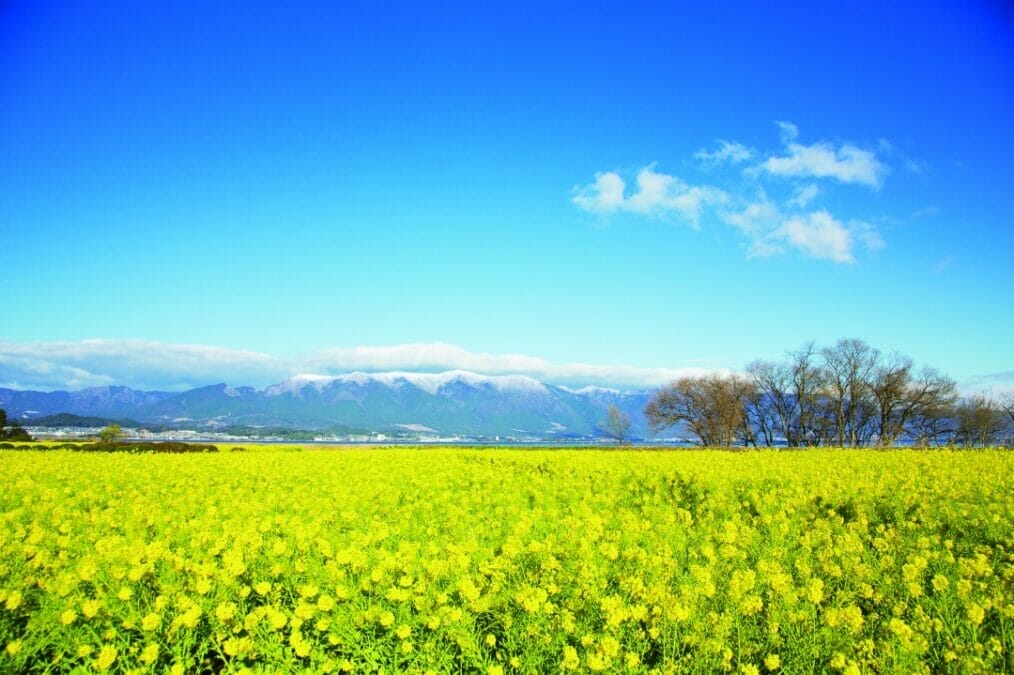 滋賀県守山市 第１なぎさ公園・菜の花