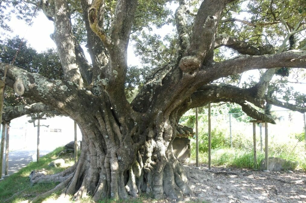 沖縄離島 阿嘉島