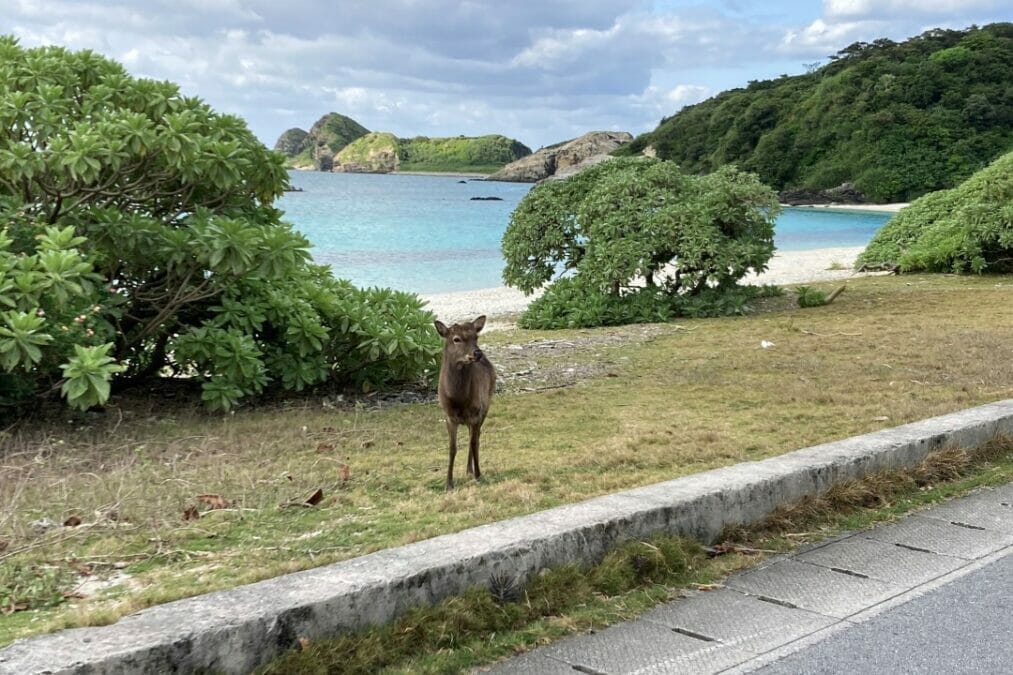 沖縄離島 阿嘉島の鹿