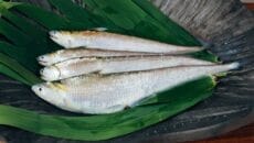 久留米市城島町のエツ料理