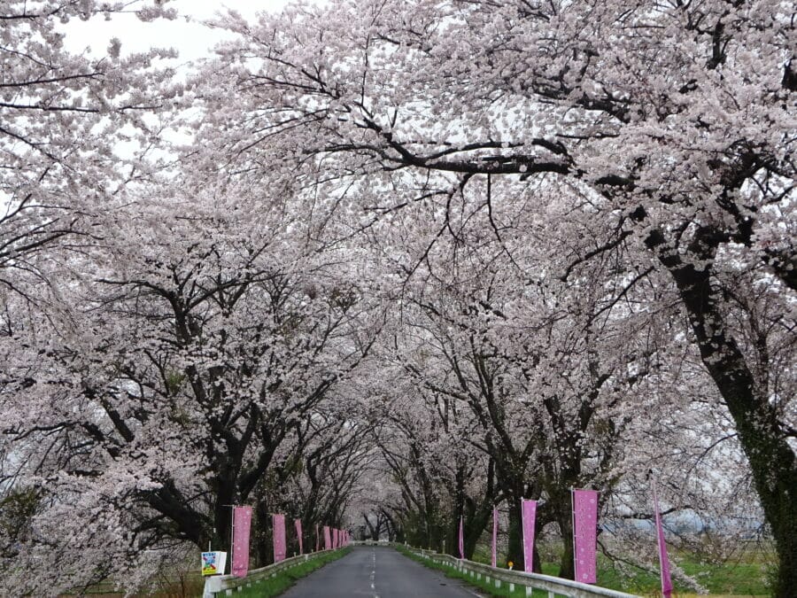 南方町の桜のトンネル