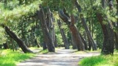 日本三景・天橋立