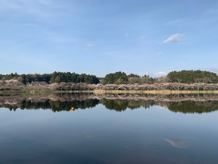米山町800本のさくら
