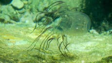 ハブクラゲ　注意喚起