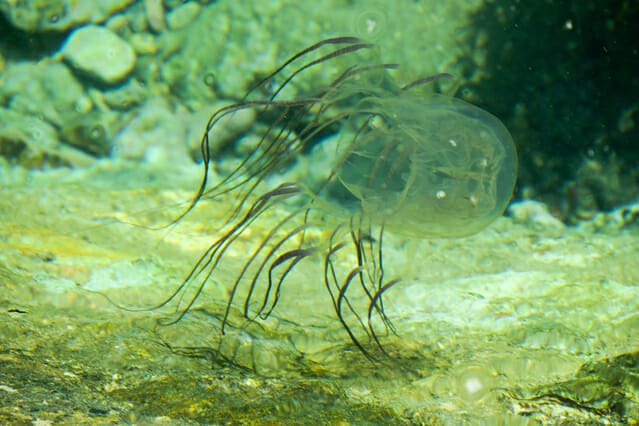ハブクラゲ 注意喚起