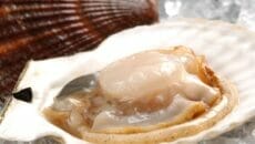 北海道産ホタテ